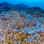 Visible from space, the mega coral is three times larger than the previous record-breaker, is believed to be about 300 years old, storing a record of ocean conditions from past centuries