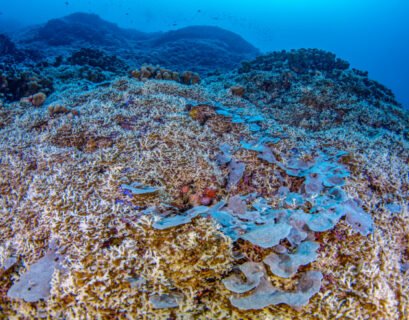 Visible from space, the mega coral is three times larger than the previous record-breaker, is believed to be about 300 years old, storing a record of ocean conditions from past centuries