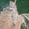 Deforestation ion Borneo