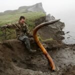 Indigenous communities in Siberia and Alaska, mammoth tusks are not simply trade goods.