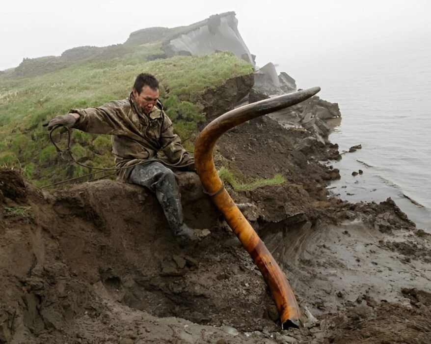 Indigenous communities in Siberia and Alaska, mammoth tusks are not simply trade goods.